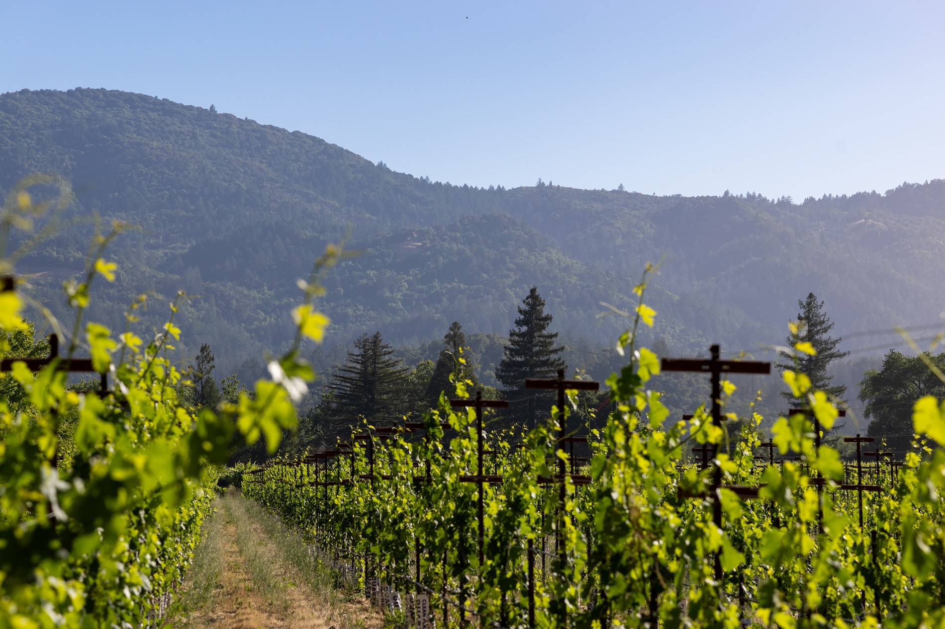 Napa Winery.jpg